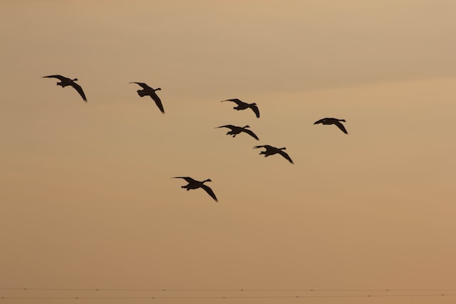 Birds flying across West Bromwich