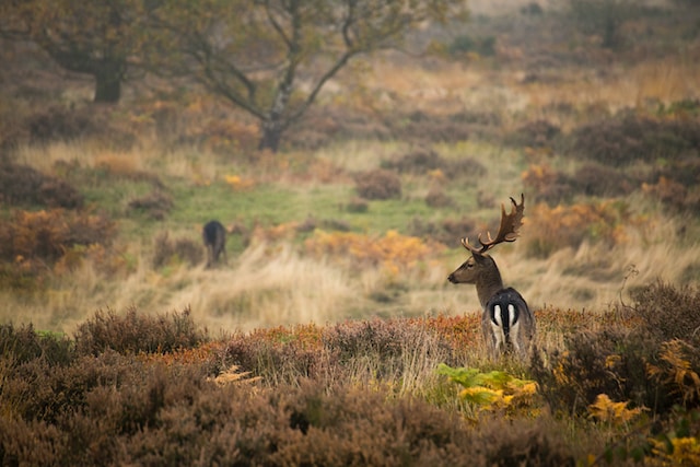 Cannock Chase